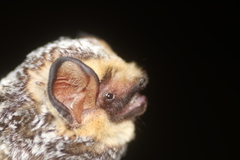 Lasiurus cinereus cinereus