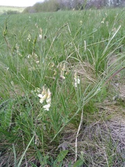 Lathyrus pannonicus