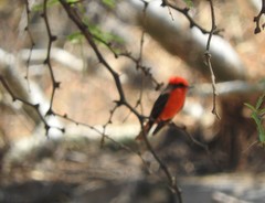 Pyrocephalus rubinus