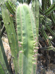 Isolatocereus dumortieri