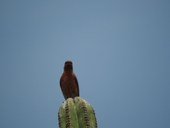 Haemorhous mexicanus