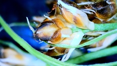 Rhynchospora harveyi