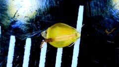 Rhynchospora harveyi