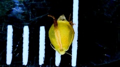 Rhynchospora harveyi