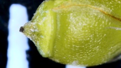 Rhynchospora harveyi