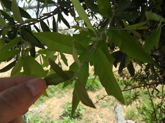 Quercus emoryi