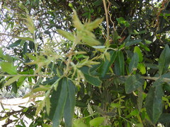 Quercus emoryi
