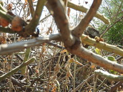 Cylindropuntia leptocaulis