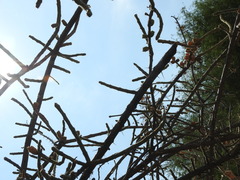 Cylindropuntia leptocaulis