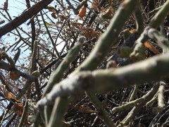 Cylindropuntia leptocaulis