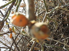 Cylindropuntia leptocaulis