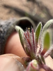 Nama aretioides multiflora
