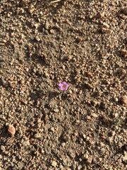 Nama aretioides multiflora