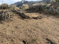 Nama aretioides multiflora