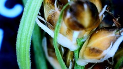 Rhynchospora harveyi