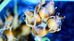 Rhynchospora harveyi