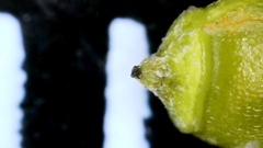 Rhynchospora harveyi