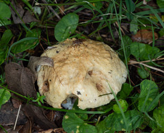 Tapeigaster pulverea