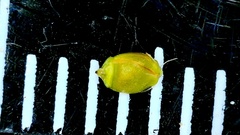 Rhynchospora harveyi