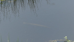 Lepisosteus oculatus