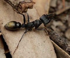 Myrmecia gilberti