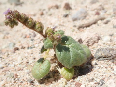 Phacelia pachyphylla