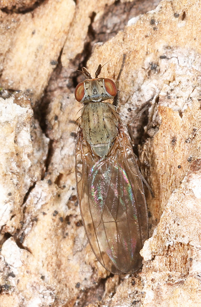 Sapromyza brachysoma