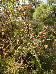 Condalia velutina