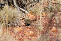 Pomatostomus ruficeps