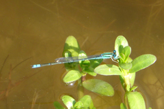 Pseudagrion decorum