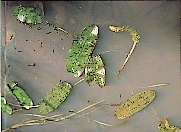 Aponogeton queenslandicus