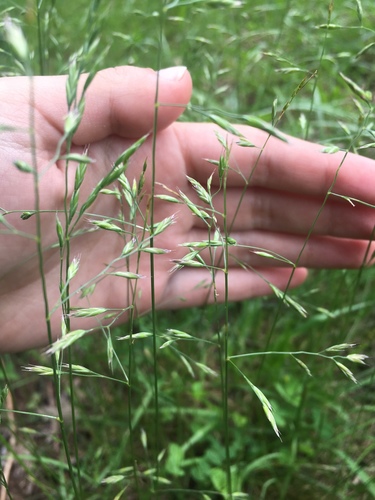 photo of Bromes (Bromus)