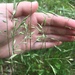 photo of Bromes (Bromus)