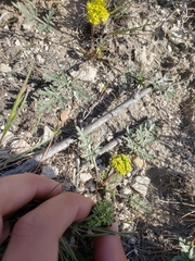 Cymopterus glomeratus greeleyorum