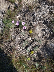Cymopterus glomeratus greeleyorum