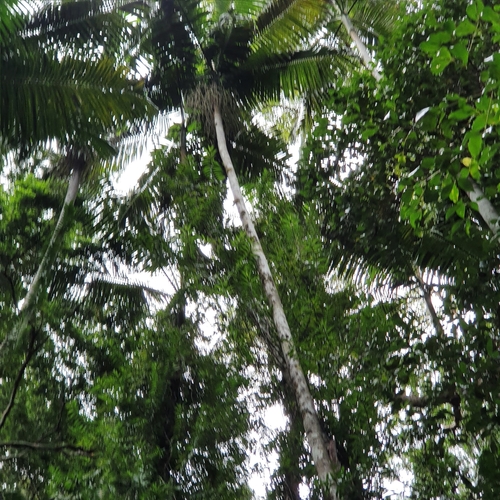 Archontophoenix cunninghamiana