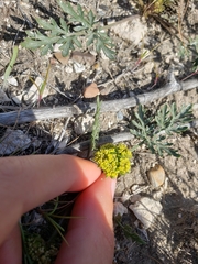 Cymopterus glomeratus greeleyorum