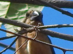 Sporophila angolensis