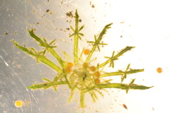 Lamprothamnium cockajemmyense