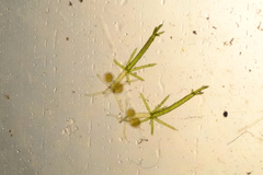 Lamprothamnium cockajemmyense
