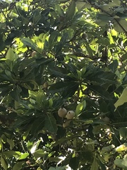 Genipa