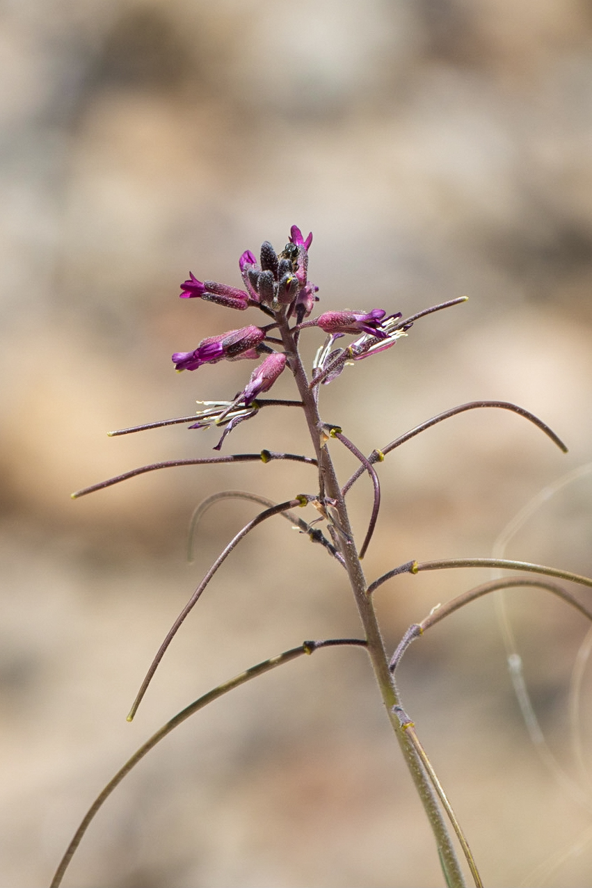 Boechera arcuata