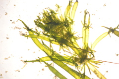 Lamprothamnium cockajemmyense