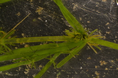 Lamprothamnium cockajemmyense