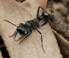 Myrmecia gilberti
