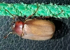 Phyllophaga