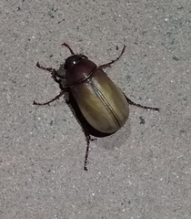 Phyllophaga