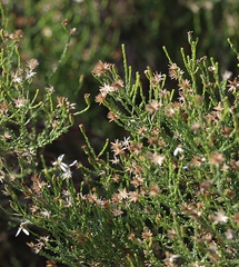 Olearia passerinoides