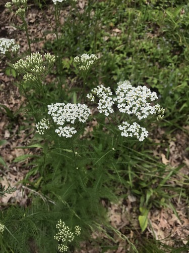 photo of Yarrows (Achillea)