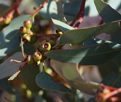 Eucalyptus socialis